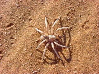Leucorchestris